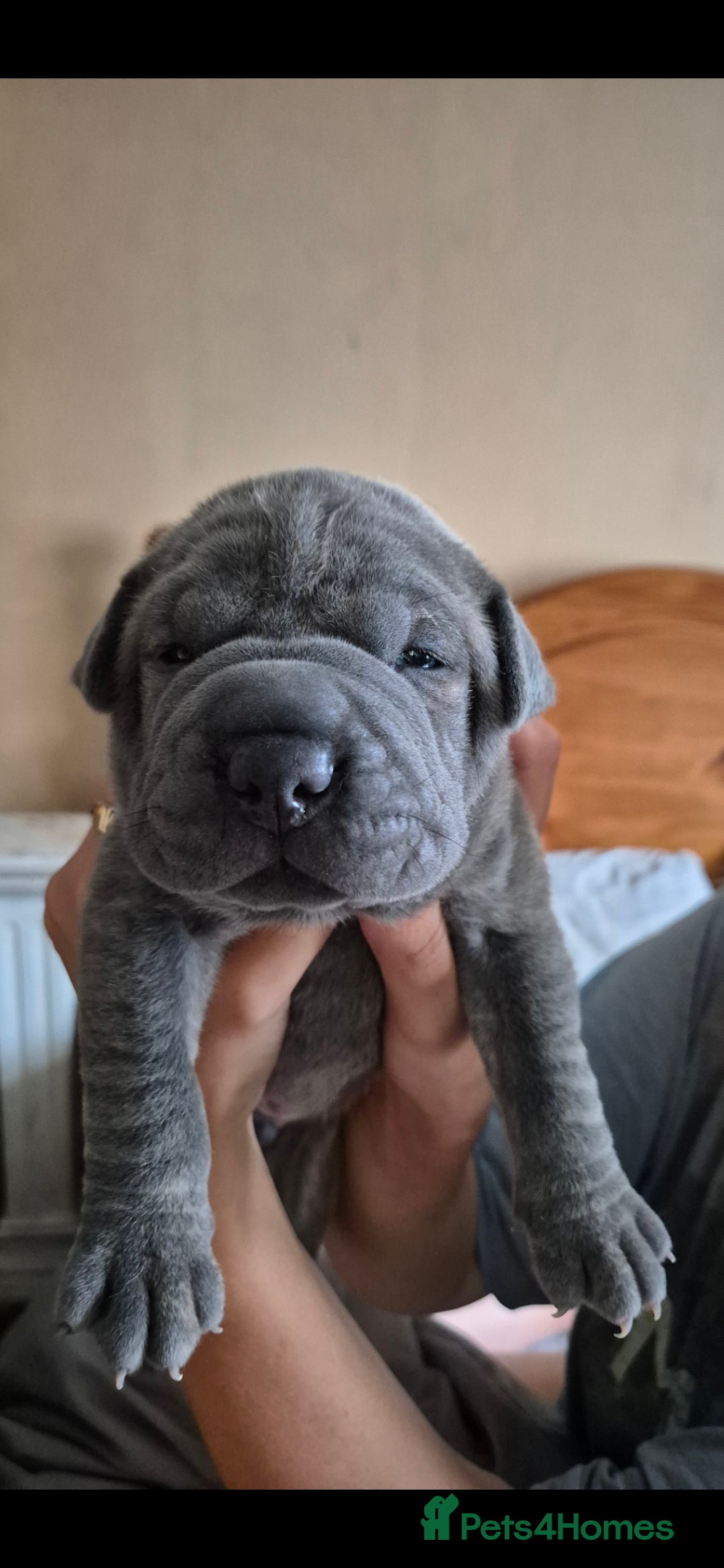 Mixed Breed dogs for sale: Cane corso x shar pei  - Image 5