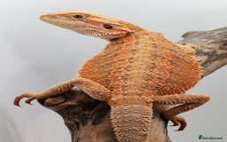 Bearded Dragon reptiles for sale: Bearded dragons hypo blue bar het trans  - Image 2