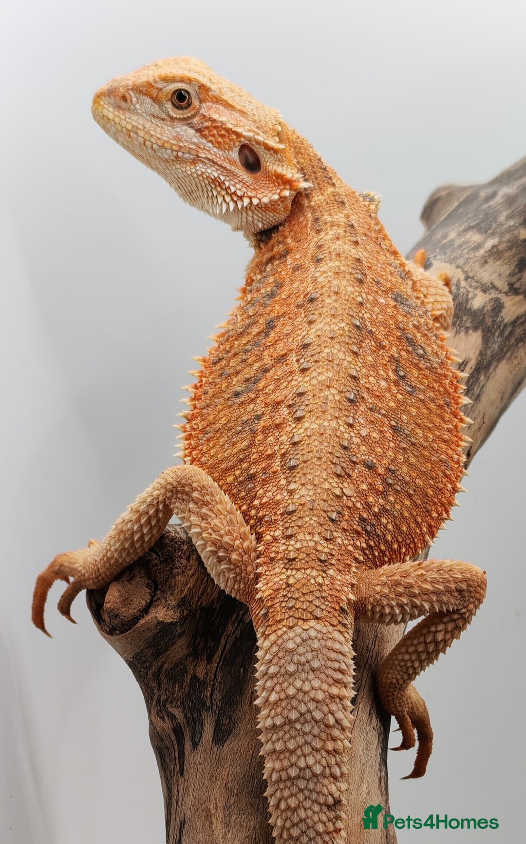 Bearded Dragon reptiles for sale: Bearded dragons hypo blue bar het trans  - Image 2