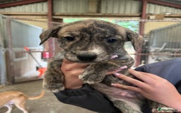 Lurcher dogs for sale: Lurcher Puppies For Sale - Image 5