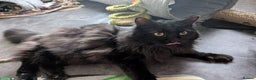 Mixed Breed cats for adoption: Beautiful Binx loves attention - Advert 2