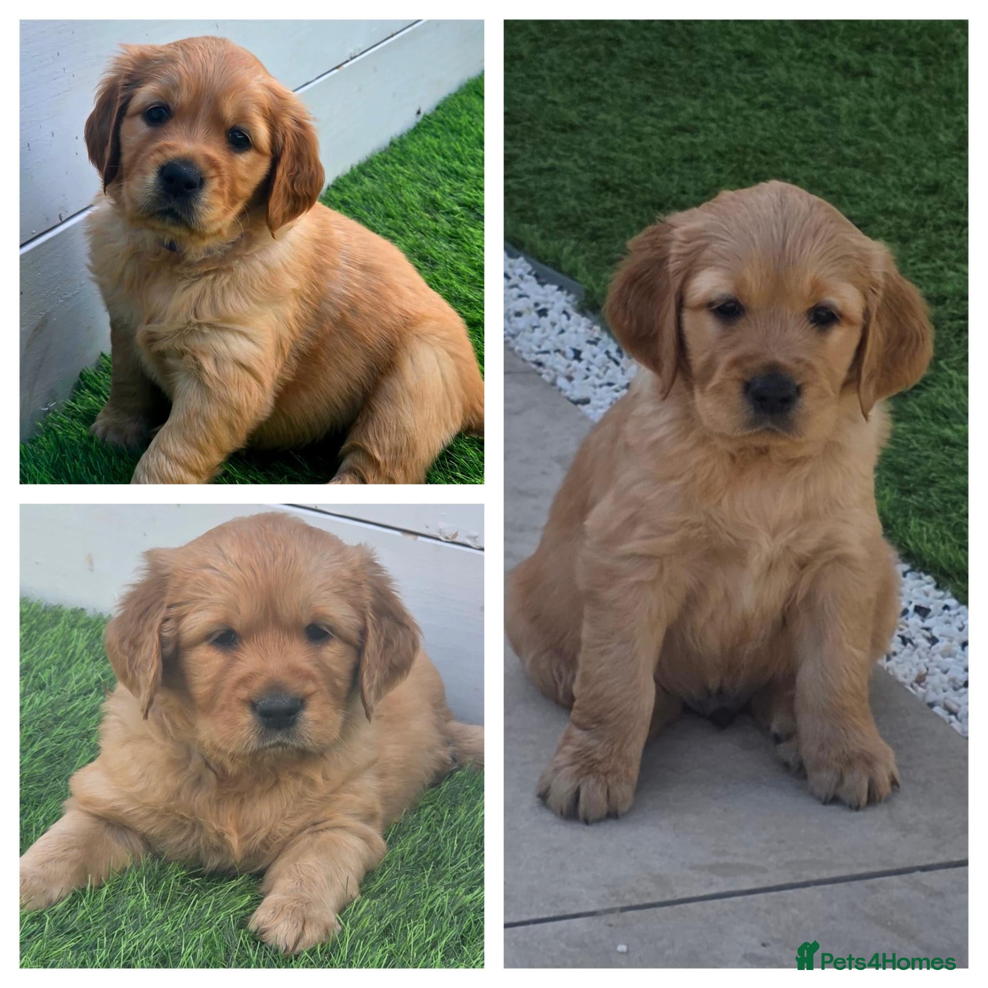 Golden Retriever dogs Lovely Golden Retriever Puppy's  - Advert 2