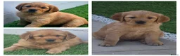 Golden Retriever dogs for sale: Lovely Golden Retriever Puppy's  - Advert 6