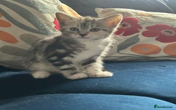 Mixed Breed cats for sale: Persian cross kitten - Image 2