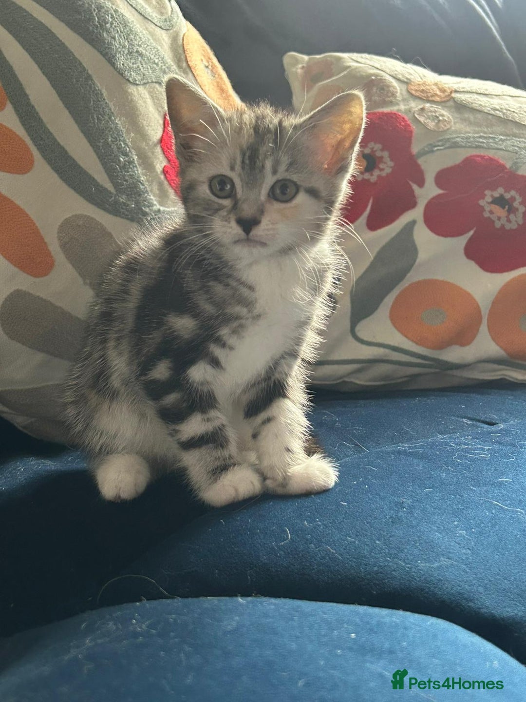 Mixed Breed cats for sale: Persian cross kitten - Image 2