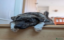 Mixed Breed dogs for adoption: Benji  - Advert 17