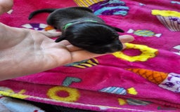 Mixed Breed dogs for sale: Mixed breed puppies for sale  - Advert 11