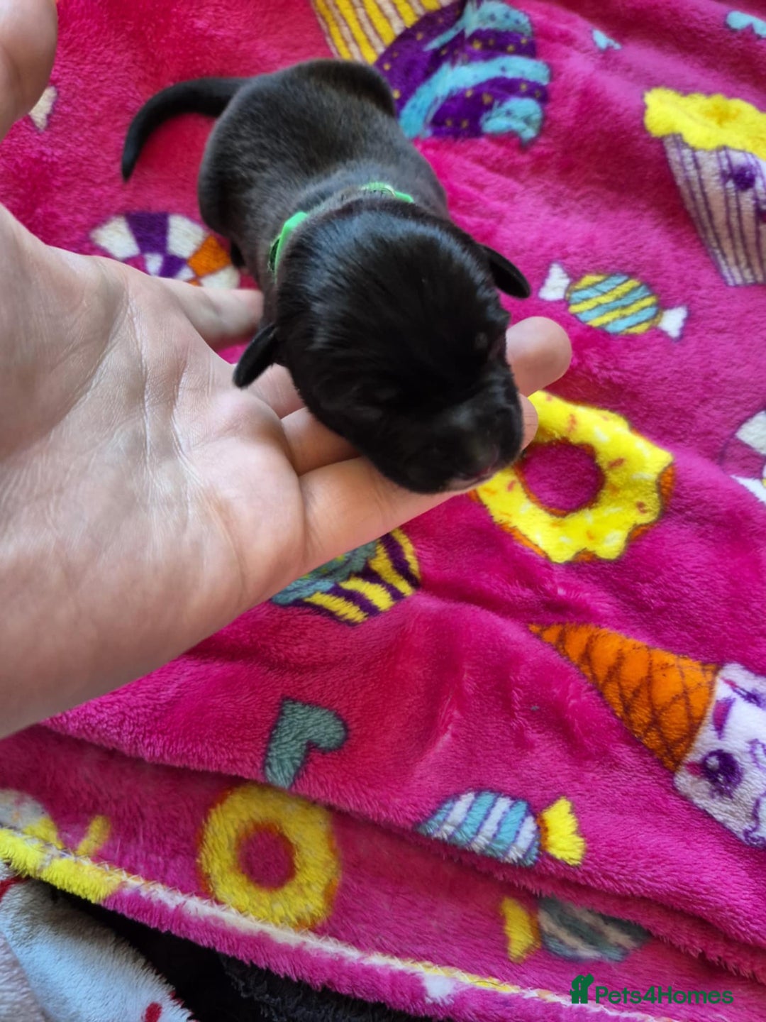 Mixed Breed dogs for sale: Mixed breed puppies for sale  - Advert 11