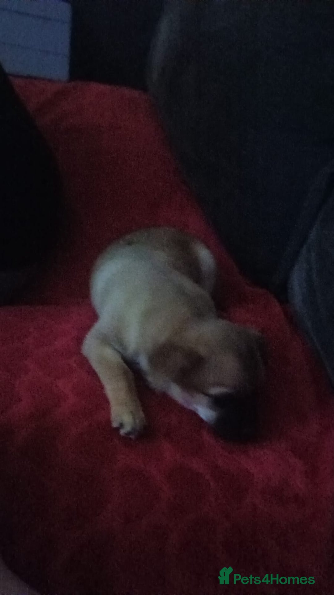 Pomchi dogs for sale: Pomchi girl phoebe  - Advert 12