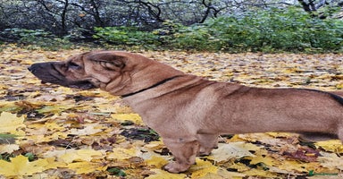Shar Pei dogs - Advert 5