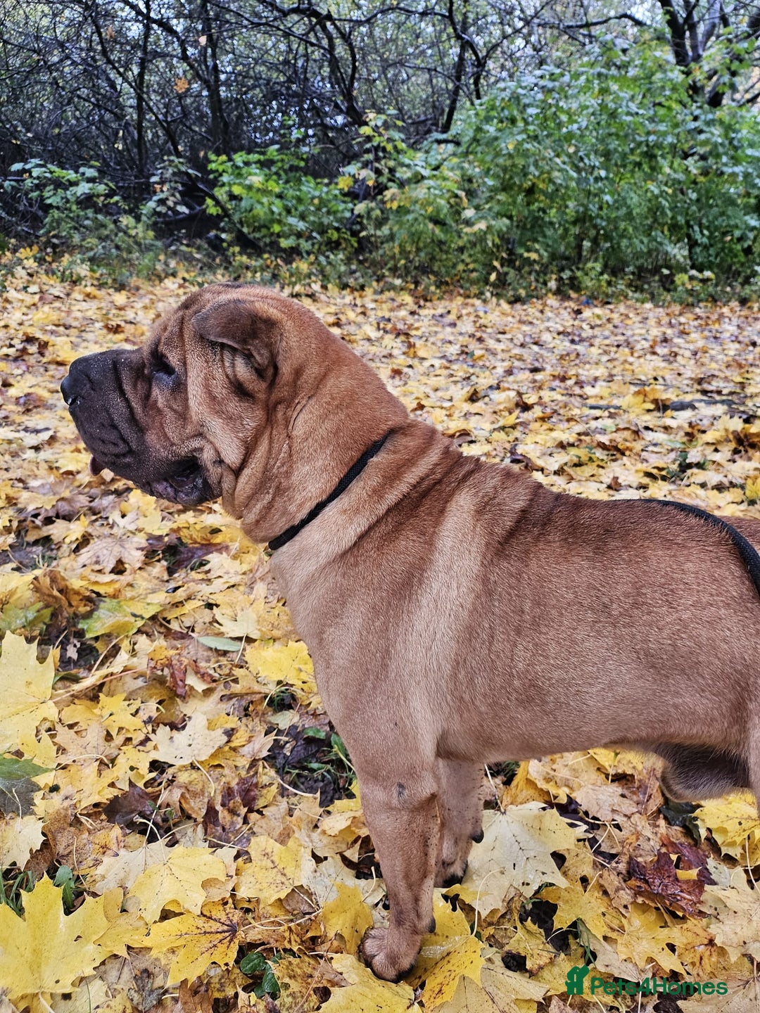 Shar Pei dogs for sale: Free Rehoming simba - Image 2