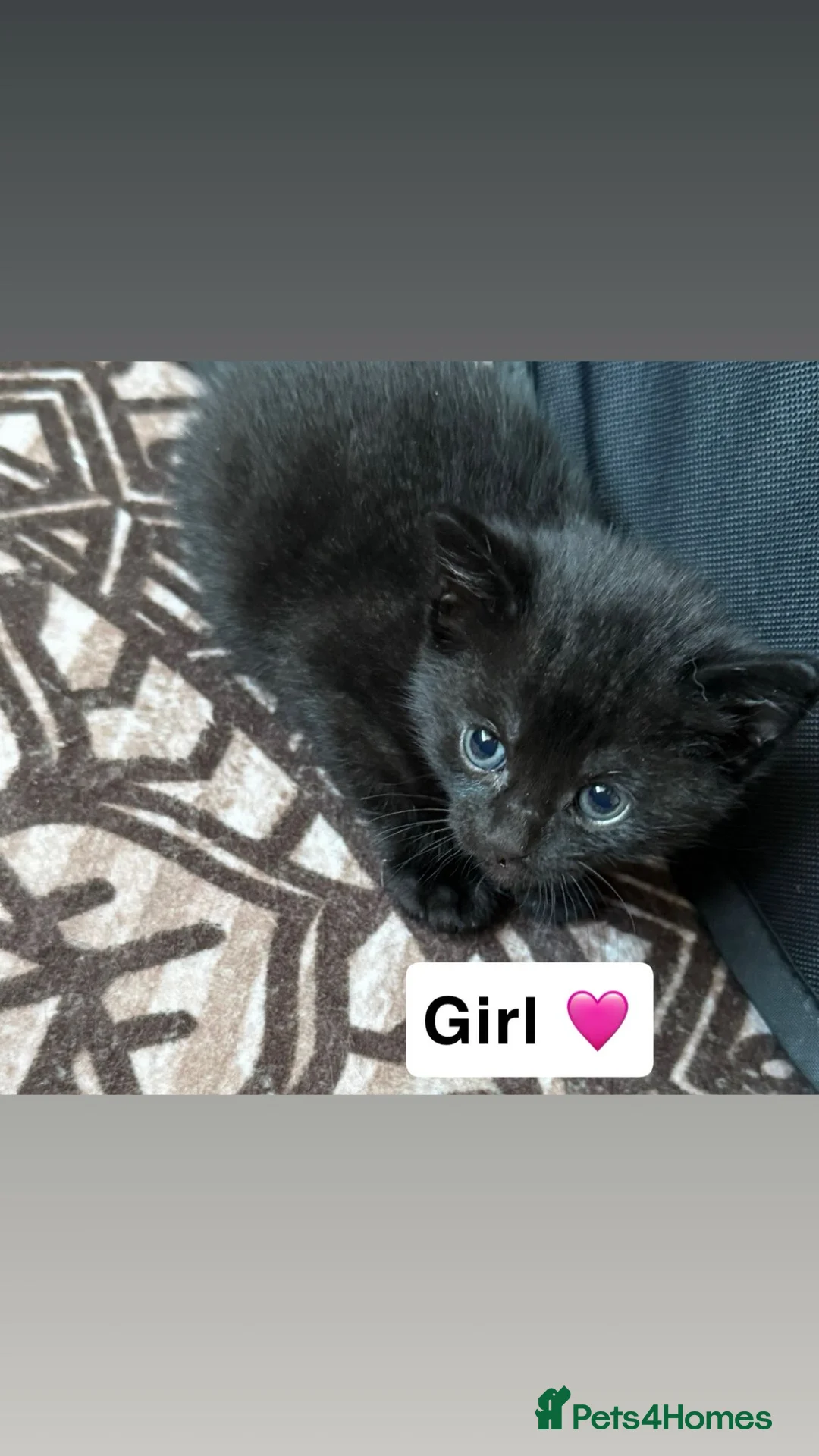 Domestic Shorthair cats for sale: 3 beautiful kittens for sale in Bradford - Advert 9