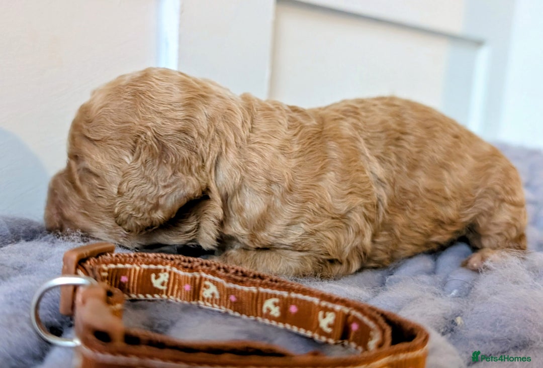Cockapoo dogs for sale: Stunning F1 Show Toy Red Cockapoo puppies DNA ✔️ - Advert 10