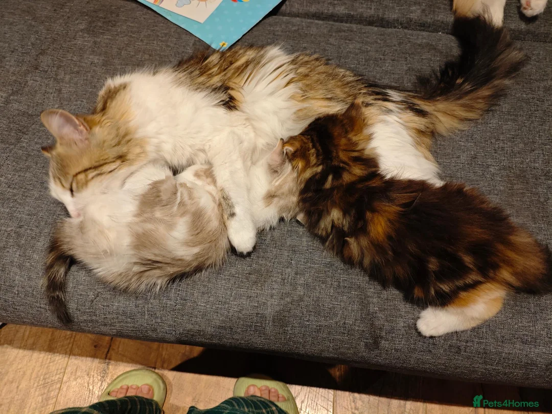 Mixed Breed cats for sale: Kitten looking for loving home  in Cardiff - Advert 1