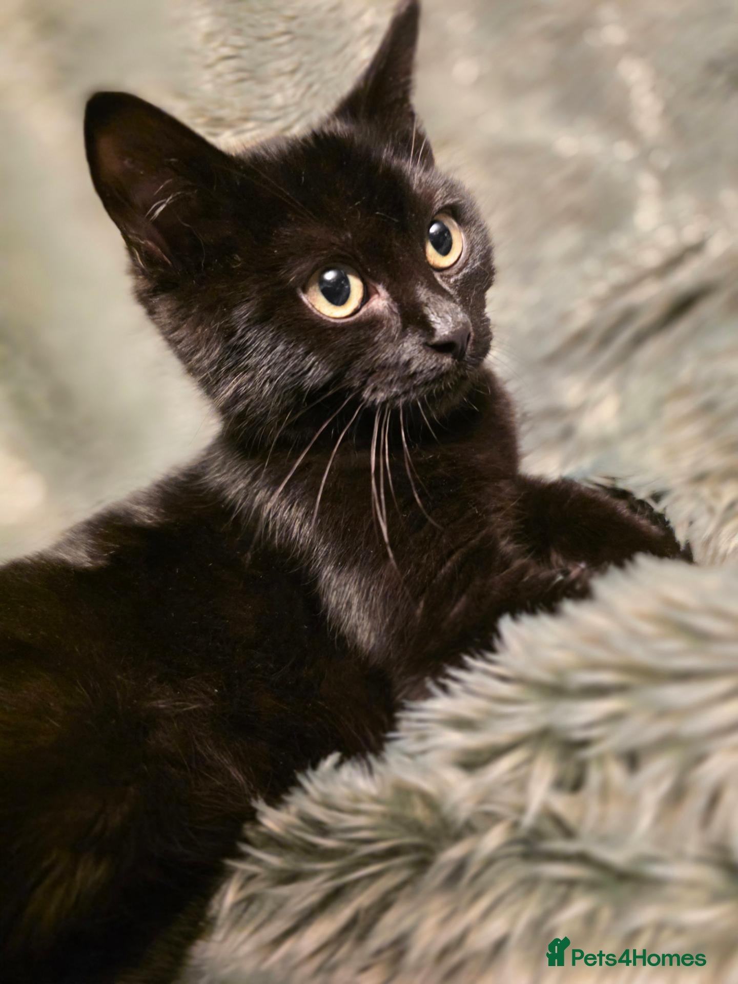 British Shorthair cats *One boy left* British short hair kitten - Advert 1