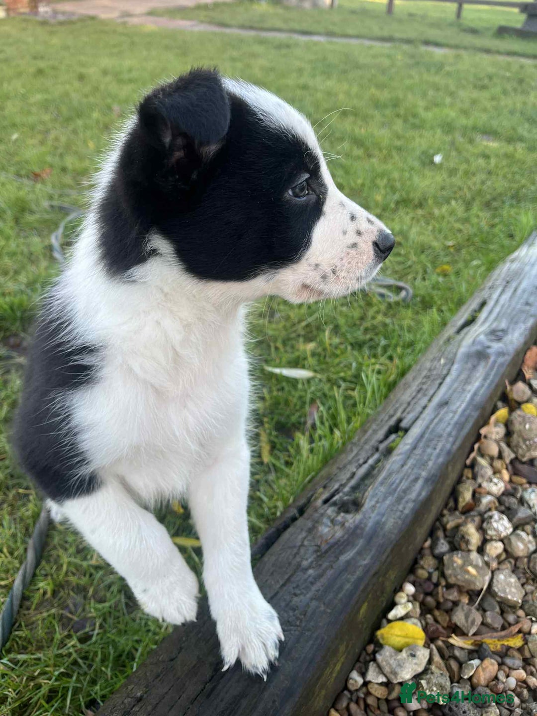 Border Collie dogs for sale: Border collie puppy’s blue merle - Advert 2