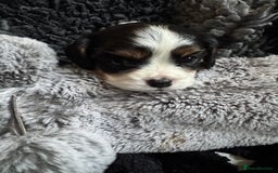 Cavalier King Charles Spaniel dogs for sale: Cavalier King Charles Spaniel  - Image 9