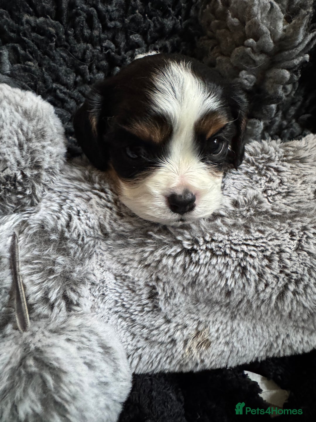 Cavalier King Charles Spaniel dogs for sale: Cavalier King Charles Spaniel  - Image 9