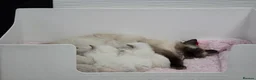 Ragdoll cats for sale: 2 ADULT GIRLS LOOKING FOR NEW HOMES - Advert 5