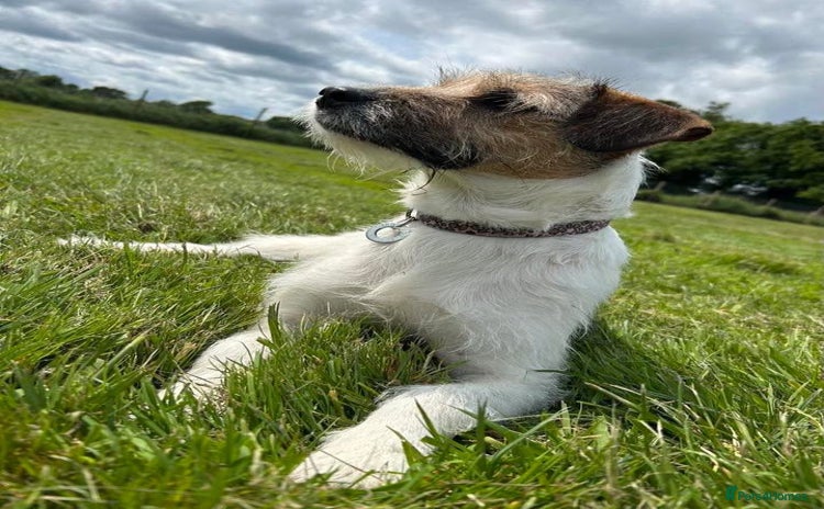 Mixed Breed dogs - Advert 1