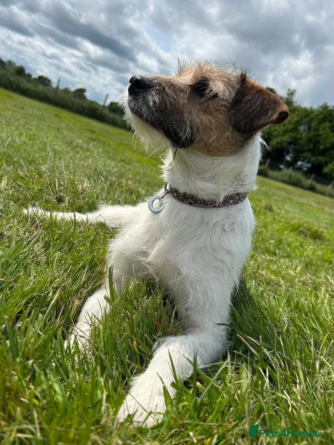 Mixed Breed dogs for adoption: Zori - Badersfield Norfolk  - Image 1
