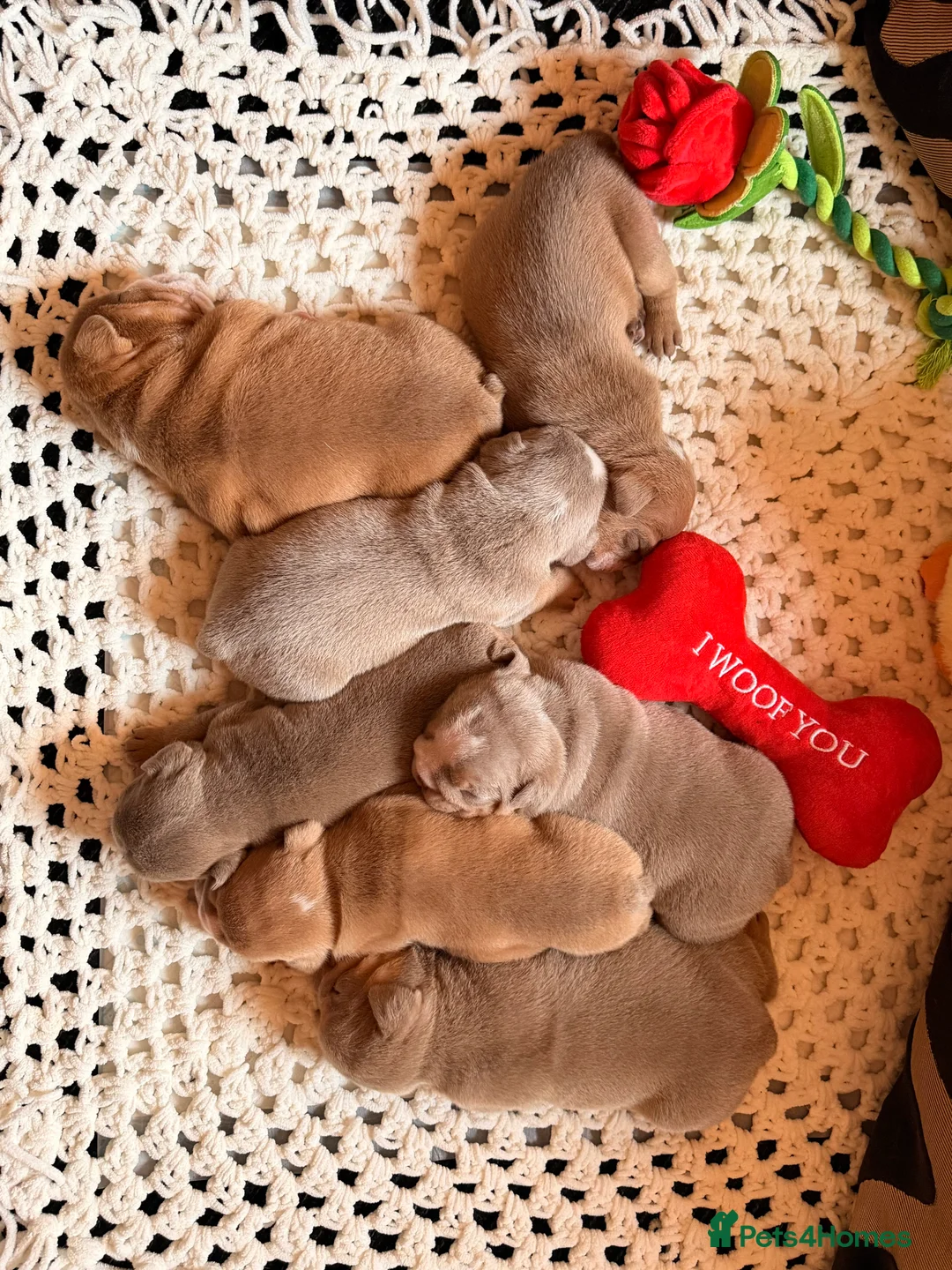 English Bulldog dogs for sale: English Bulldog Puppies 💙🩷 - Advert 1