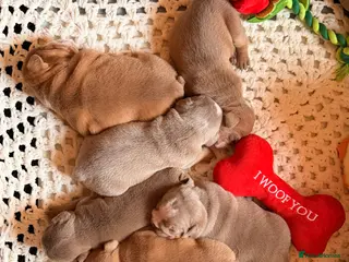 English Bulldog dogs English Bulldog Puppies 💙🩷 - Advert 6