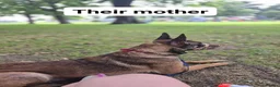 Belgian Shepherd Dog dogs for sale: Belgian Malinois Puppies for Sale- 11 weeks old - Advert 6