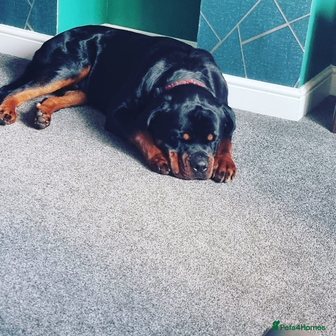 Rottweiler dogs for sale: Rottweiler needs a loving forever home  - Advert 22