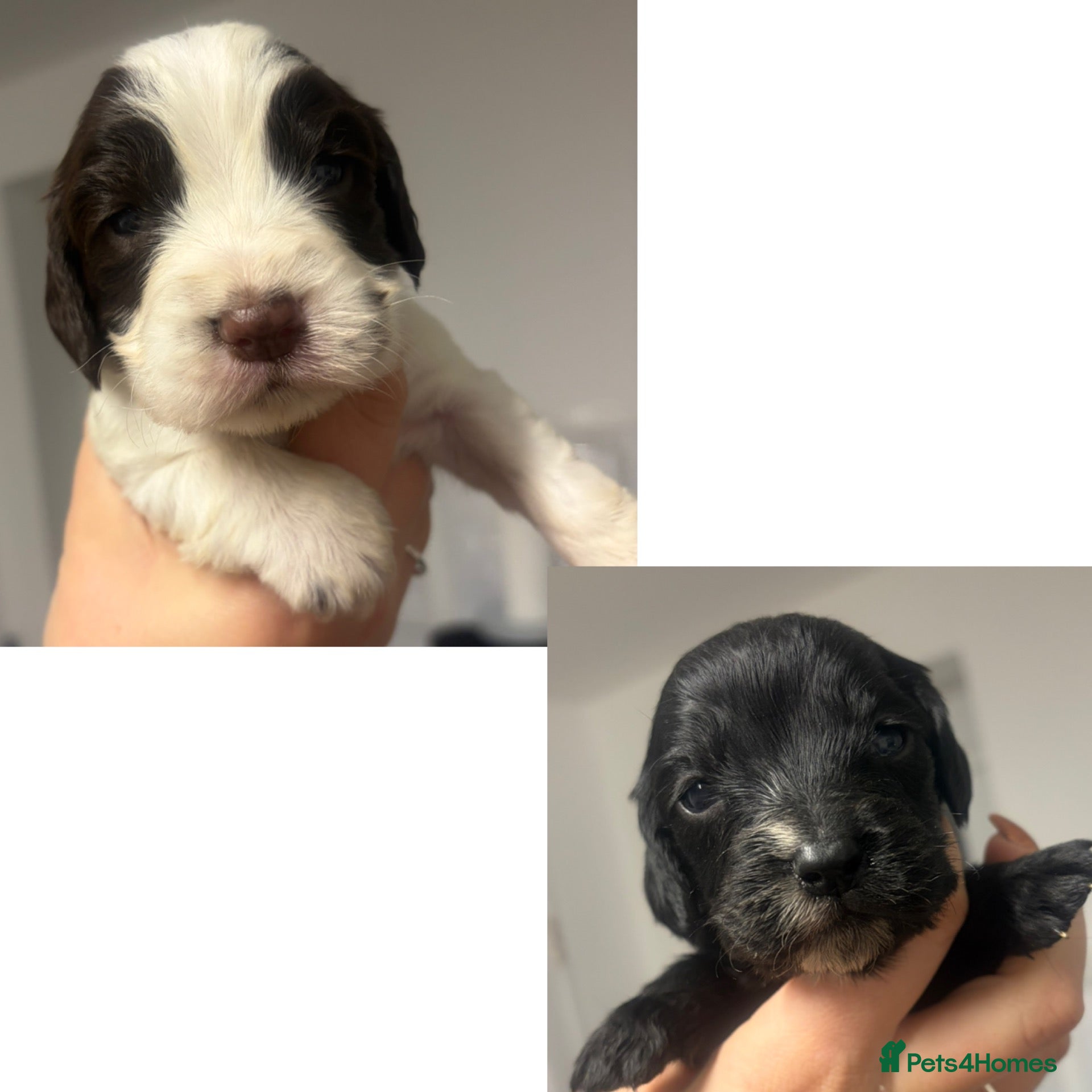 Cocker Spaniel dogs 5 cocker spaniel puppies  - Advert 10