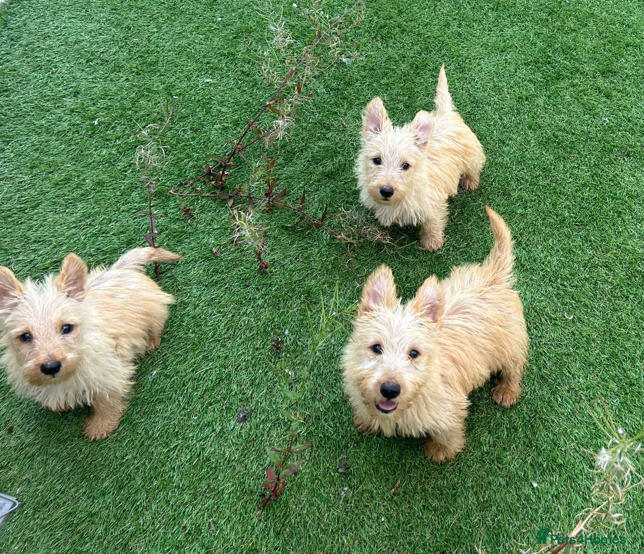 Scottish Terrier dogs Scottish terrier puppies - Advert 1