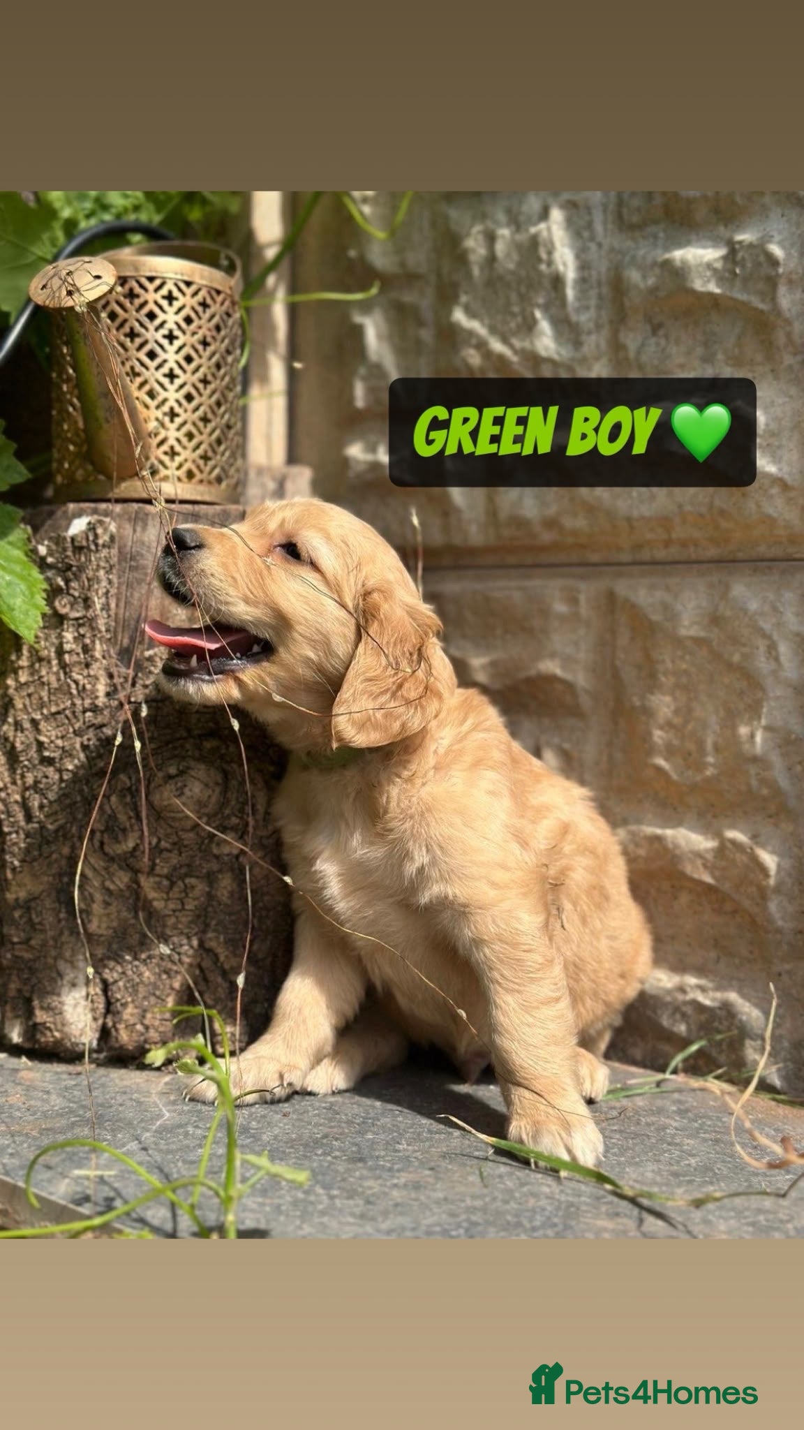 Golden Retriever dogs ADORABLE PEDIGREE GOLDEN RETRIEVER PUPPIES  - Advert 1