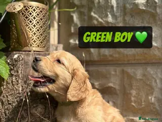 Golden Retriever dogs ADORABLE PEDIGREE GOLDEN RETRIEVER PUPPIES - Advert 1