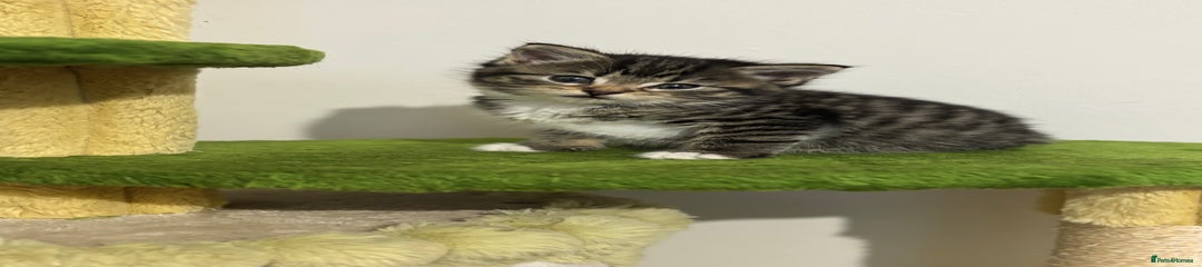 Mixed Breed Kitten 6