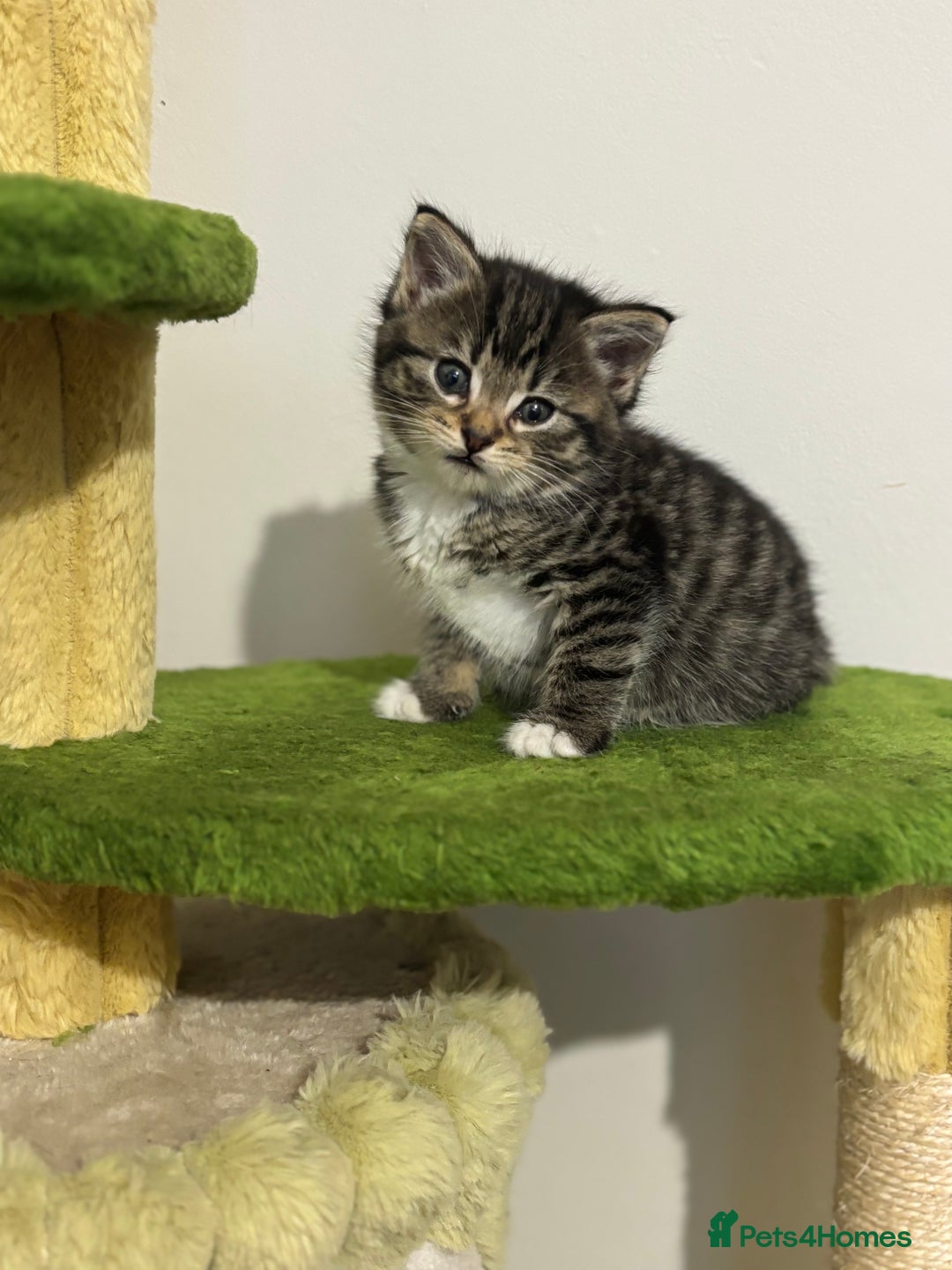 Mixed Breed cats for sale: Adorable tabby kittens - Image 6