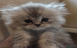 Persian cats for sale: ✨ Stunning Persian Kitten – Female – Ready Now 🌟 - Image 3