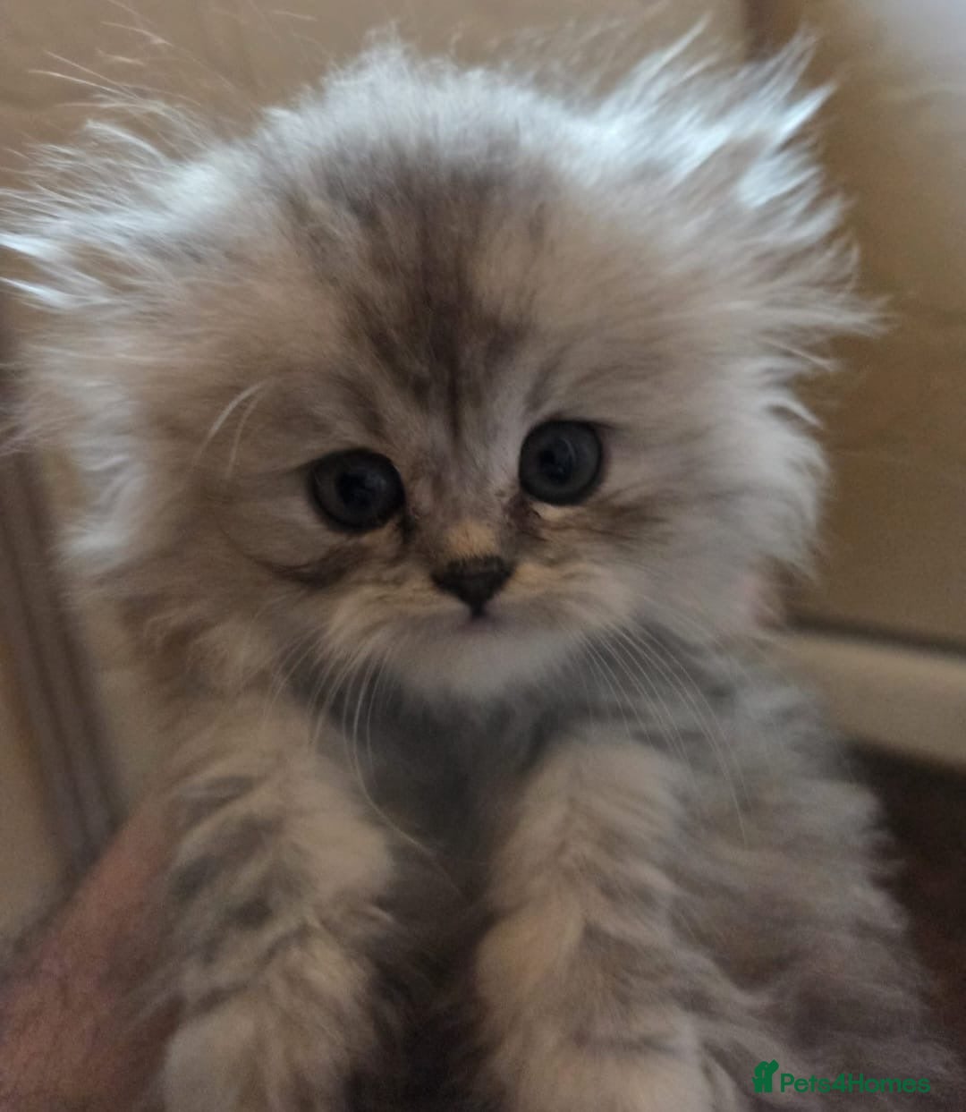 Persian cats for sale: ✨ Stunning Persian Kitten – Female – Ready Now 🌟 - Image 3