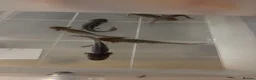 Axolotl reptiles for sale: Baby axolotls for sale - Advert 6