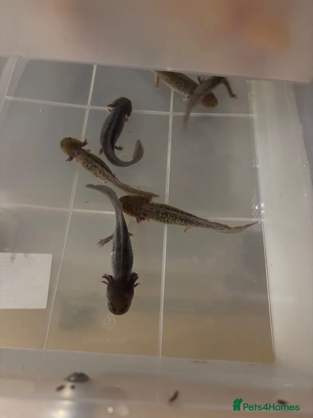 Axolotl reptiles for sale: Baby axolotls for sale - Advert 6