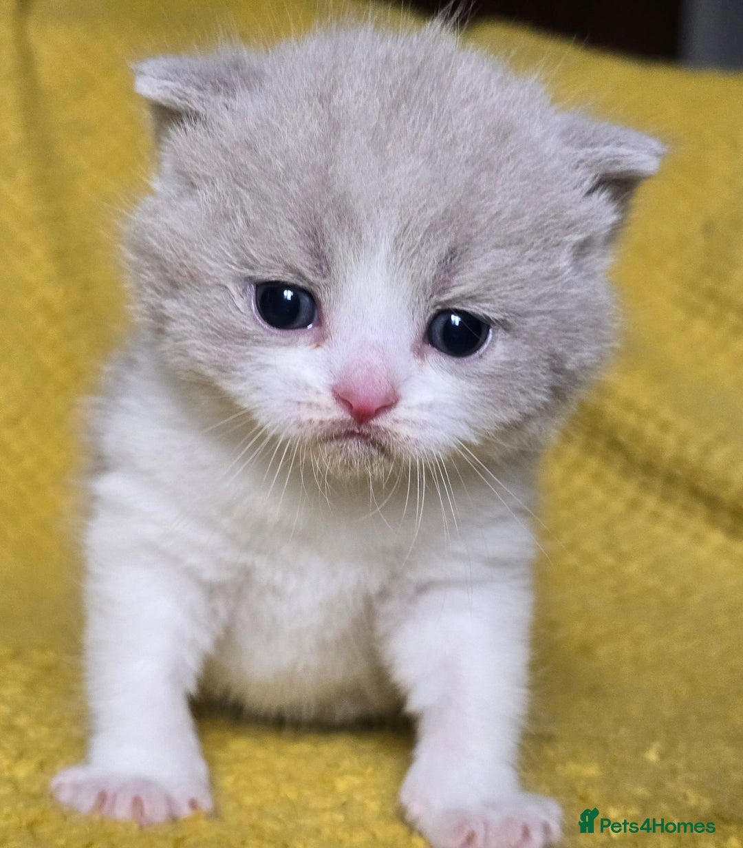 British Shorthair cats for sale: 1 BOY LEFT TICA reg BSH and BLH kittens - Advert 21