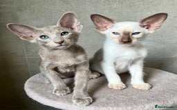 Siamese cats for sale: Siamese Oriental kittens superb pedigree GCCF  - Image 6