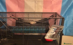 Ferret rodents for sale: 2 female ferrets - Image 7