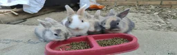 Netherland Dwarf rabbits for sale: Gorgeous Baby Rabbits Looking for Lovely Home in Milton Keynes - Advert 7