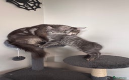 Maine Coon cats for sale: Beautiful XXL Maine Coon Boy 3 Months Old  - Advert 1