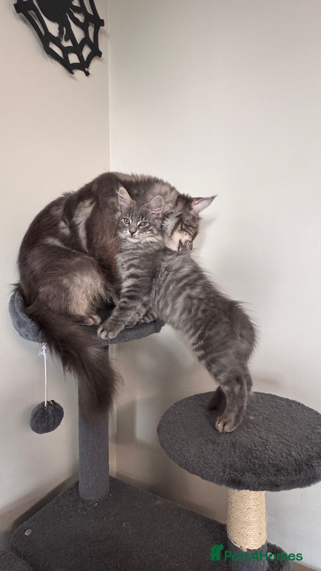 Maine Coon cats for sale: Beautiful XXL Maine Coon Boy 3 Months Old  - Advert 1