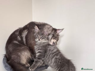 Maine Coon cats Beautiful XXL Maine Coon Boy 3 Months Old - Advert 1