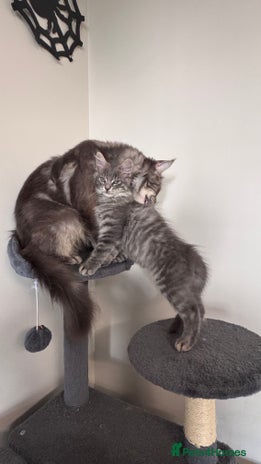 Maine Coon cats Beautiful XXL Maine Coon Boy 3 Months Old - Advert 2