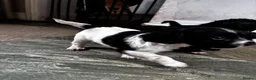 Sproodle dogs for sale: Sproodle puppies 🐶  - Advert 8