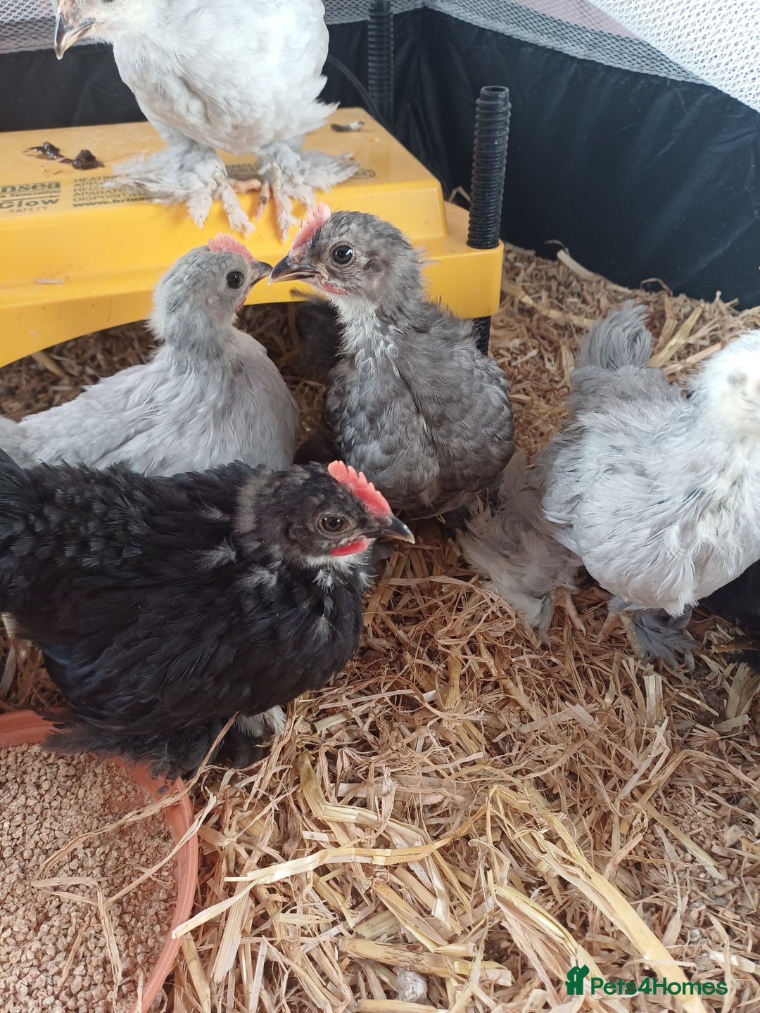 Chickens poultry for sale: Pekin Bantam Cockerils - Image 3