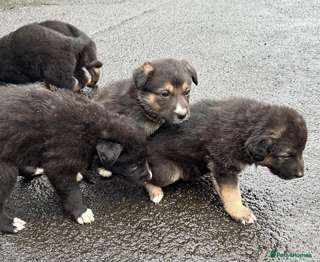 Mixed Breed dogs for sale: Shollie Pups(German Shepherd x Collie) - Advert 4